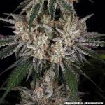 Amnesia Haze strain from Barney's Farm