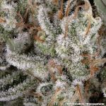 Amnesia Haze strain from Barney's Farm