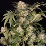 AK47 Feminised strain from Barney's Farm