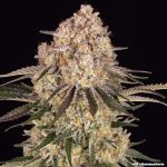 AK47 Feminised strain from Barney's Farm