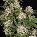 AK47 Feminised strain from Barney's Farm