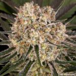 AK47 Feminised strain from Barney's Farm