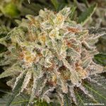 AK47 Feminised strain from Barney's Farm