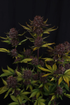 Purple Lemonade RF3 Auto strain by Fast buds