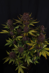 Purple Lemonade RF3 Auto strain by Fast buds