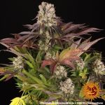 Purple Punch x Lemon Drizzle Féminisée Graines