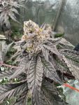 Gary Sherbet Feminised strain by Fast Buds