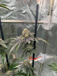 Gary Sherbet Feminised strain by Fast Buds