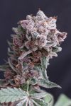 Tangie Smasher Auto strain from Exotic Seed