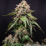 White Widow Regular strain from Barney's Farm