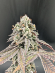 Garlic Mint Sherbet strain from Fast Buds