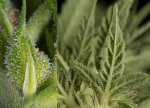 Fruity Durban Feminised strain by Serious Seeds