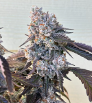 Frostade Feminised strain by Umami Seed Co.