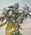 Frostade Feminised strain by Umami Seed Co.