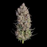 Truffle Bomb Feminised strain by Happy Valley Genetics