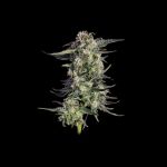 Super Lemon Sunset Feminised strain by Happy Valley Genetics