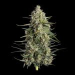 Spice Rack Feminised Seeds