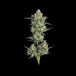 Lemon Quest Feminised strain from Happy Valley Genetics