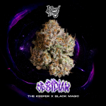 Obsidian Feminised strain by Wizard Trees