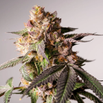 Slurricane Cookies Limited Edition from Dutch Passion