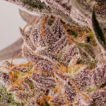 Slurricane Cookies Limited Edition from Dutch Passion