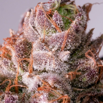Slurricane Cookies Limited Edition from Dutch Passion