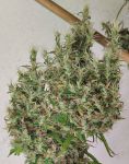 Papua New Guinea Landrace Strain from Ace Seeds