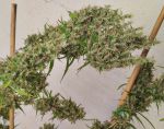 Papua New Guinea Landrace Strain from Ace Seeds