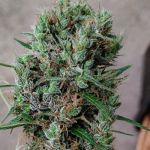 Papua New Guinea Landrace Strain from Ace Seeds