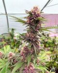 Cherry Pie FAST Feminisiert Saatgut - BULK x 100