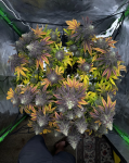 Ricky's Hash Plant seed pack