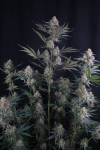 Lemon Tree Auto strain from Fast Buds