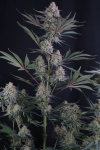 Lemon Tree Auto strain from Fast Buds
