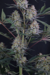 Lemon Tree Auto strain from Fast Buds