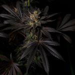 Black Mamba #42 by Doctor's Choice