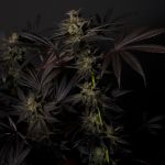 Black Mamba #42 by Doctor's Choice