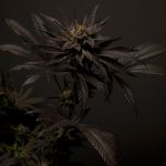 Black Mamba #42 by Doctor's Choice