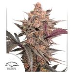 Blue Applez strain from Dutch Passion