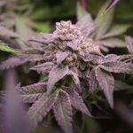 Blue Applez strain from Dutch Passion