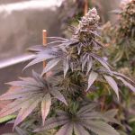 Blue Applez strain from Dutch Passion