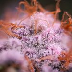 Blue Applez strain from Dutch Passion