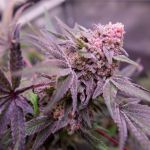 Blue Applez strain from Dutch Passion