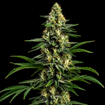 Northern Lights 99 collab strain Seedsman x Brothers Grimm