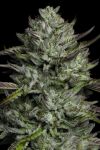 Redemption Indica Bob Marley and Humboldt Seed Co.