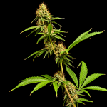 Northern Lights 99 collab strain Seedsman x Brothers Grimm