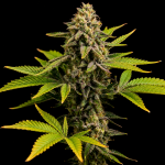 Northern Lights 99 collab strain Seedsman x Brothers Grimm