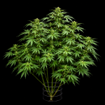 Northern Lights 99 collab strain Seedsman x Brothers Grimm