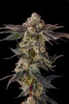 Pamellowz Feminised strain by Compound Genetics