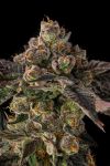 Pamellowz Feminised strain by Compound Genetics