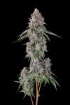 Lemon Chain Feminised strain by Compound Genetics